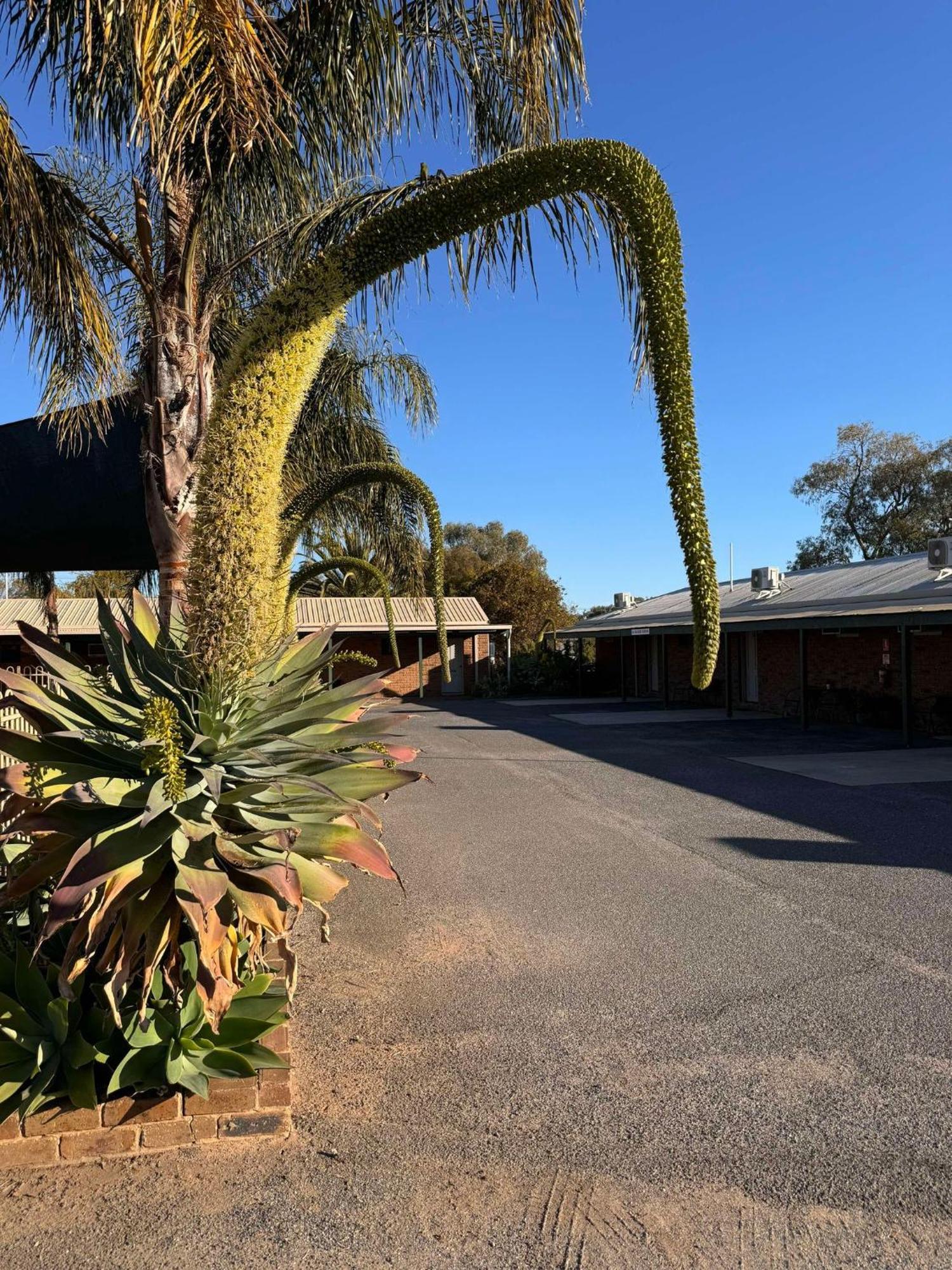 Tooleybuc Motel Eksteriør bilde